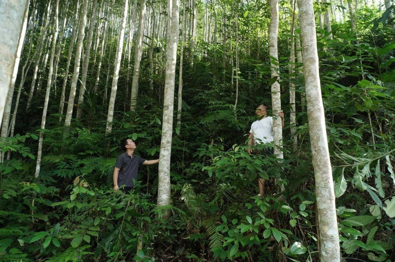 Cinnamon and star anise: Thai Nguyen's key agroforestry crops